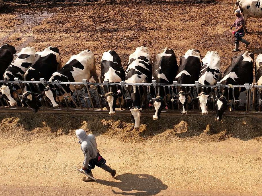 What to know about the bird flu after California s emergency declaration