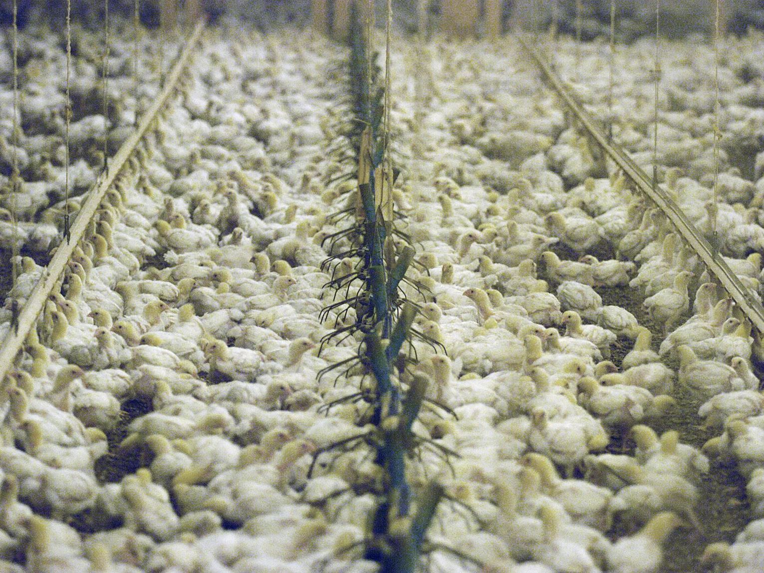 Kansas officials say bird flu a low risk to public health but urge caution