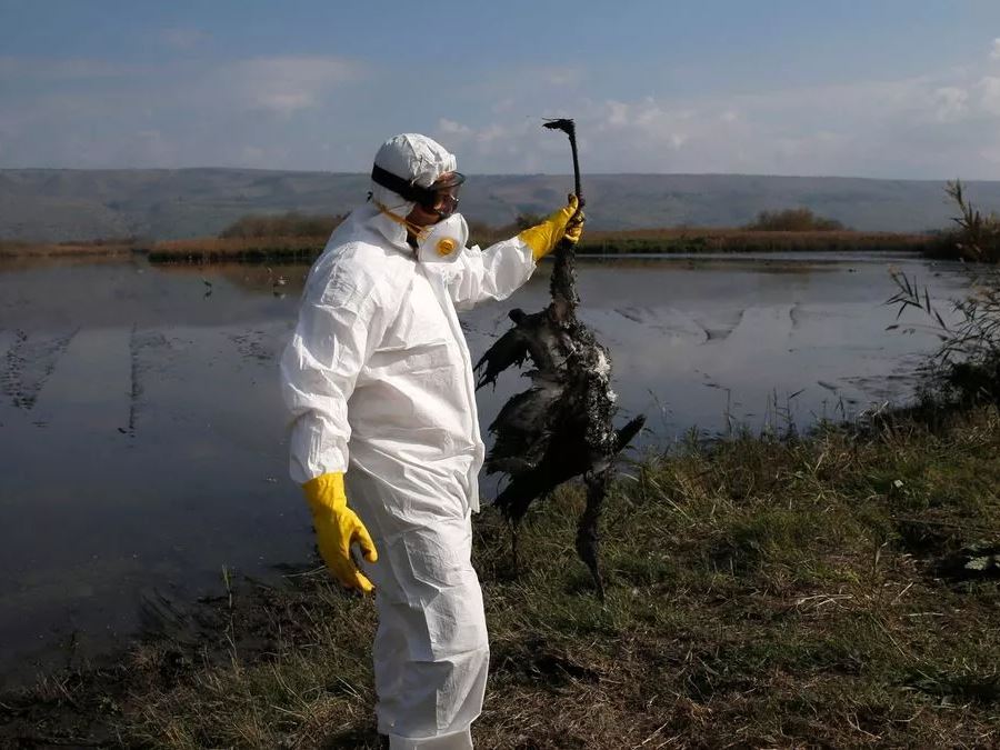 Global pandemic fears over new bird flu strain after first human death in US