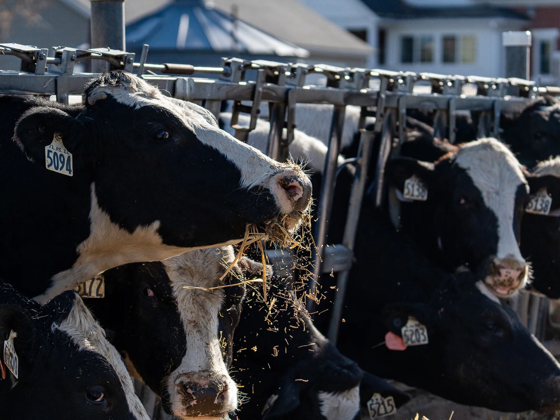 Bird flu in Nevada Second dairy cow case in state detected in Churchill County