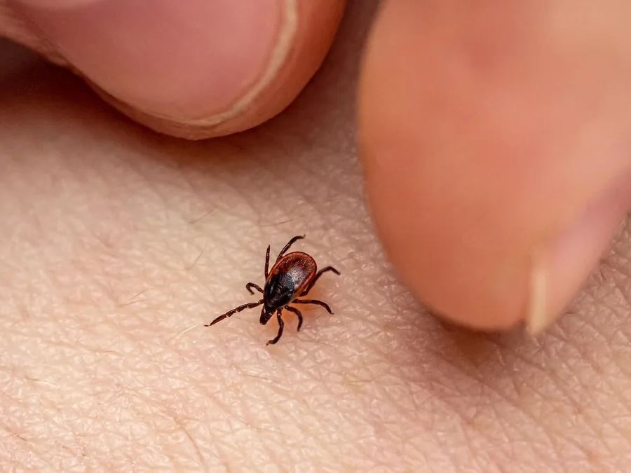 Lyme Disease How to Prevent It and What to Do if a Tick Bites You