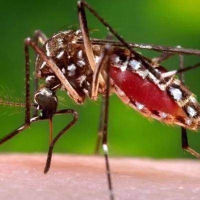 Is it the flu or malaria? What to know as Florida sees more mosquito-transmitted illness