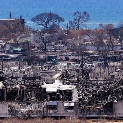 The doctors dentists and anthropologists striving to identify Maui s victims