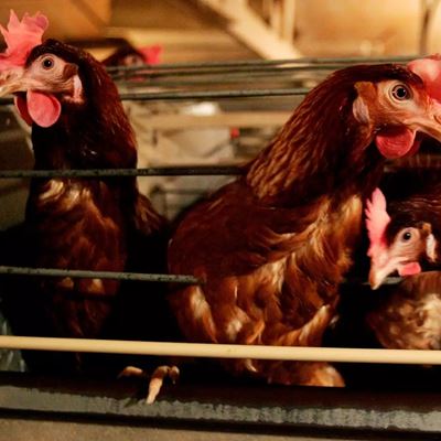 Everything to Know About the Current US Bird Flu Situation Including What s Going on In Missouri