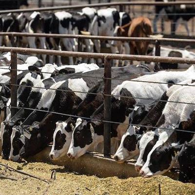 Bird Flu Continues to Spread What Are the Risks for Humans and Cows