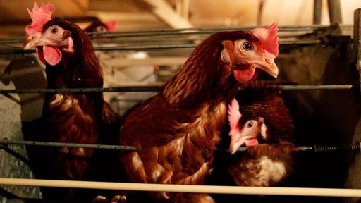 Everything to Know About the Current US Bird Flu Situation Including What s Going on In Missouri