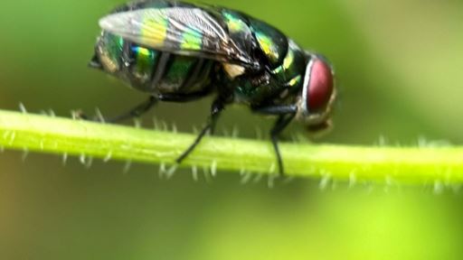 Mayo Clinic expert explains urgency of early screwworm detection