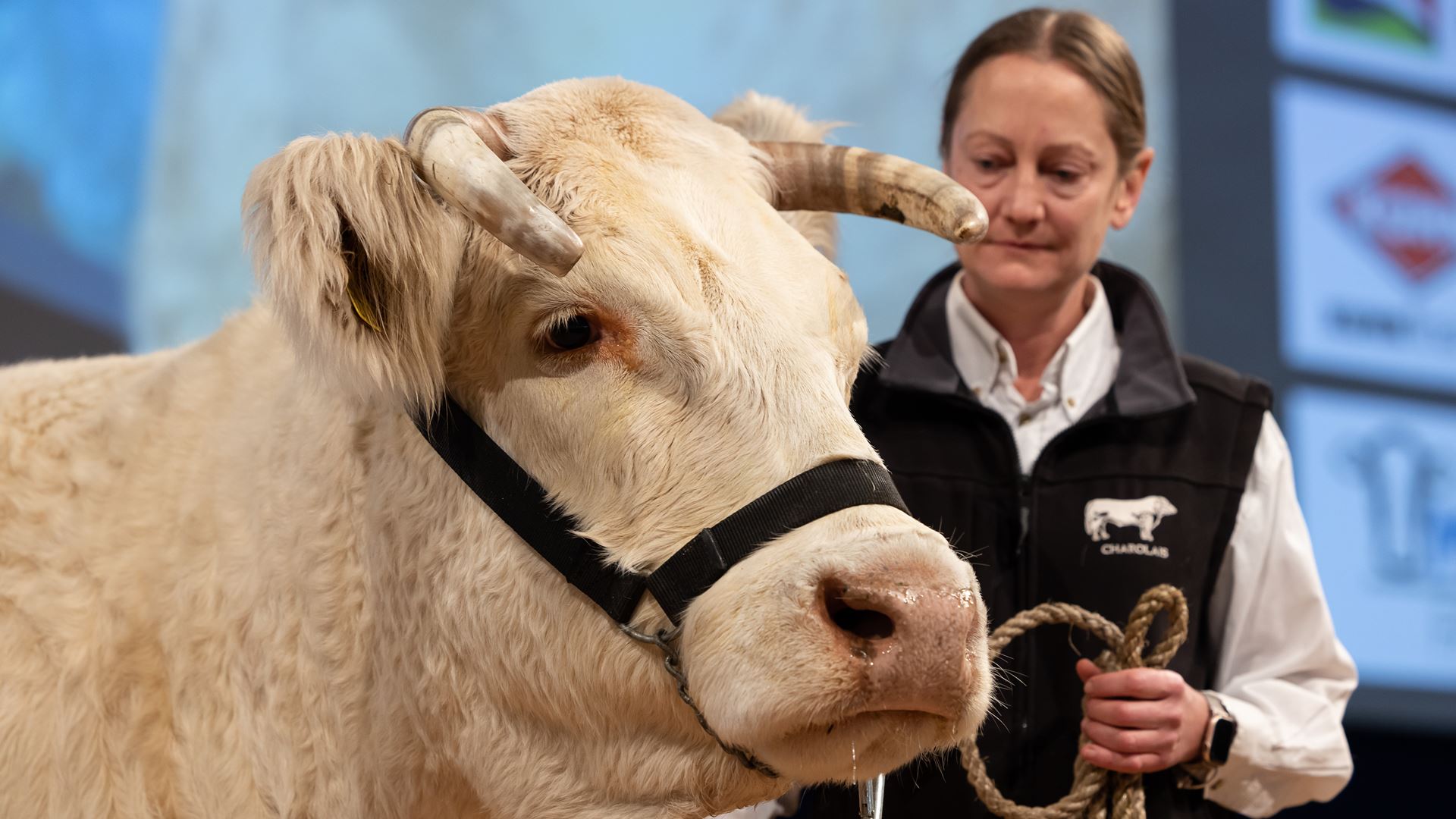 EuroTier 2024 presents platform for top cattle genetics at the TopTierTreff feature