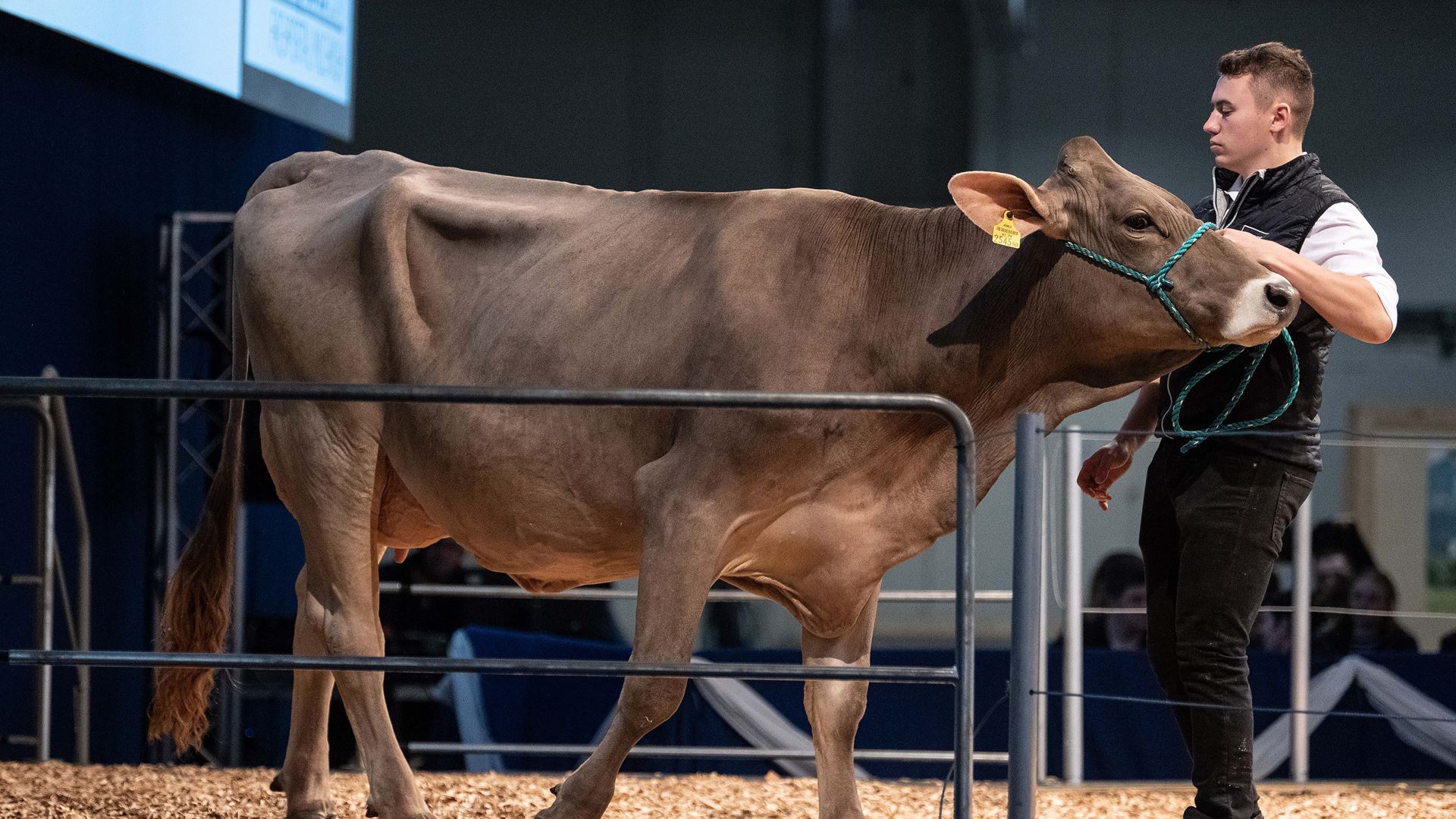 The picture shows a brown cow from the side A young white man with short brown hair is wearing a black vest and holding the cow by a green halter