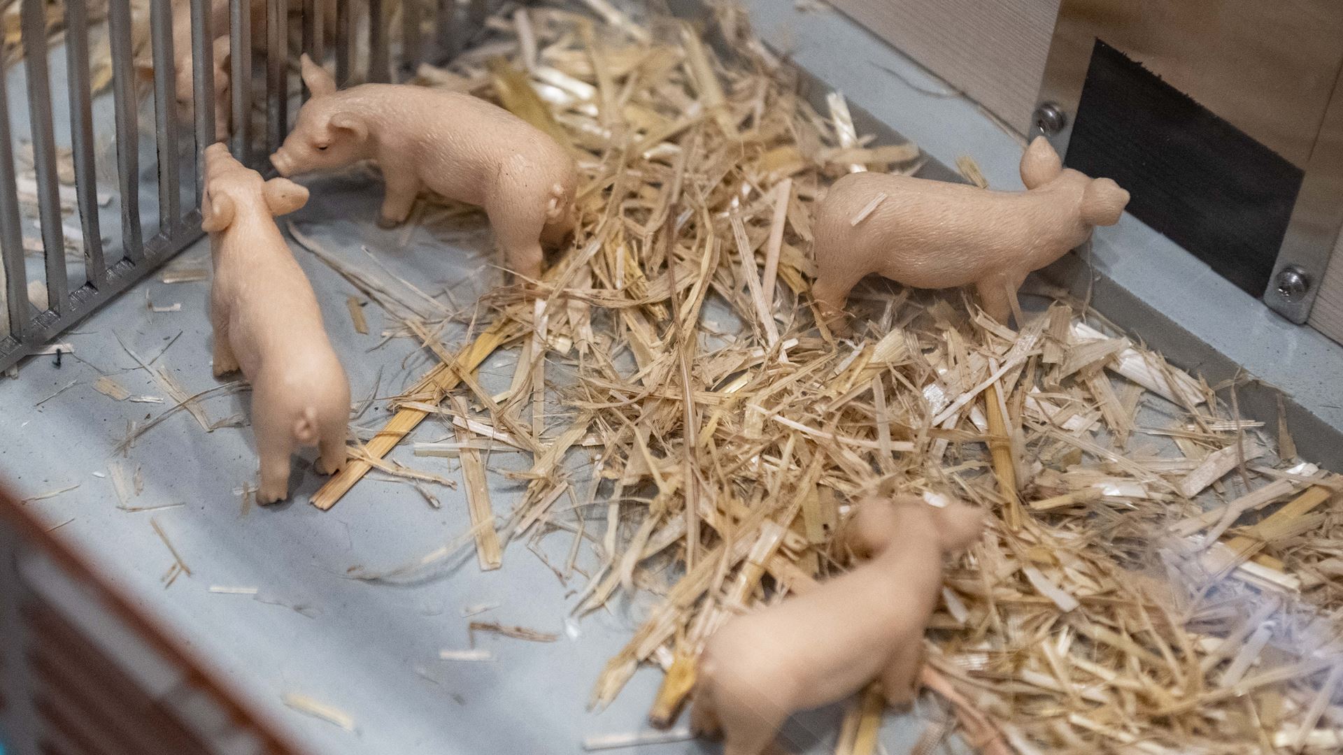 The picture shows the model of a pigsty from above There is some straw in the sty Four small pink plastic pigs are standing on it