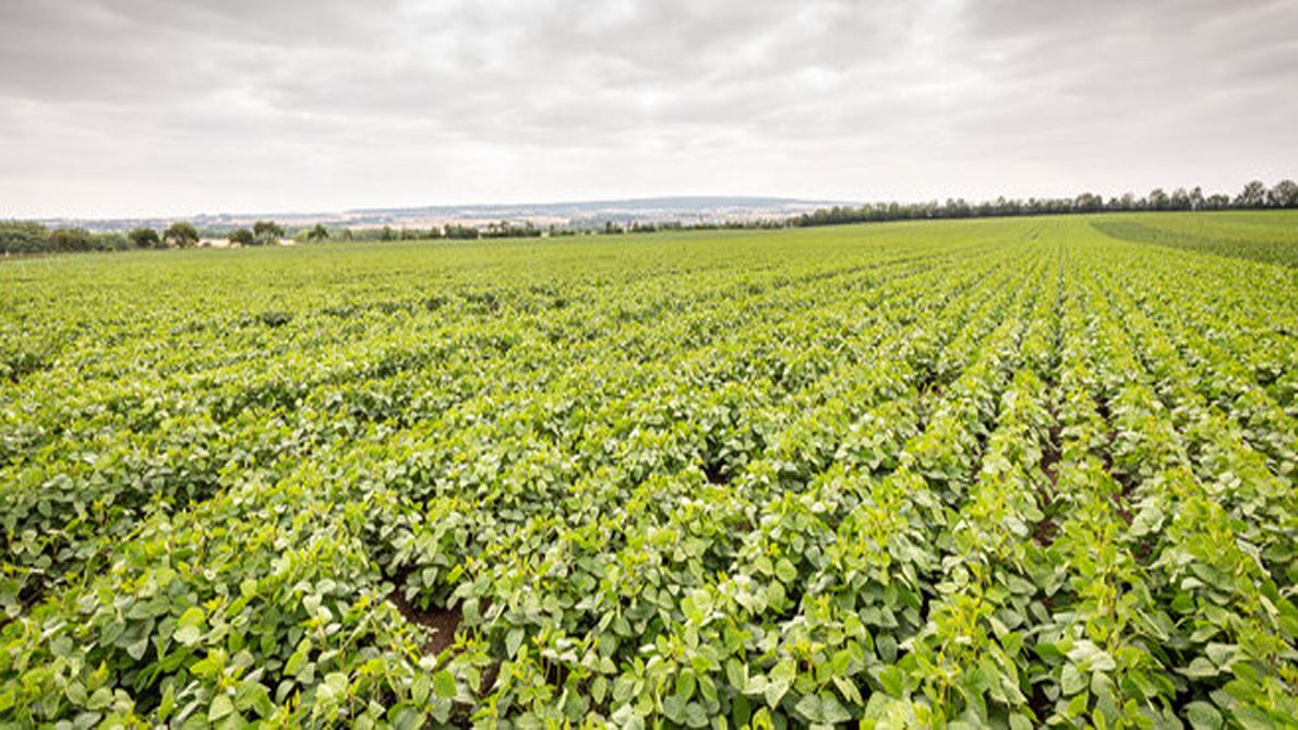 Soybean cultivation in Germany Advances in breeding and increasing processing options make the crop economically