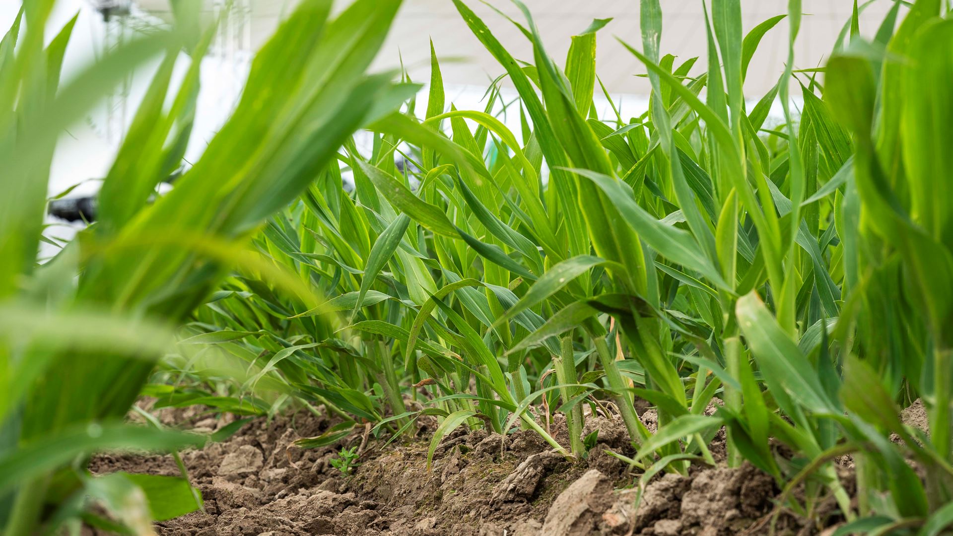Soil Health is featured at Agritechnica 2025