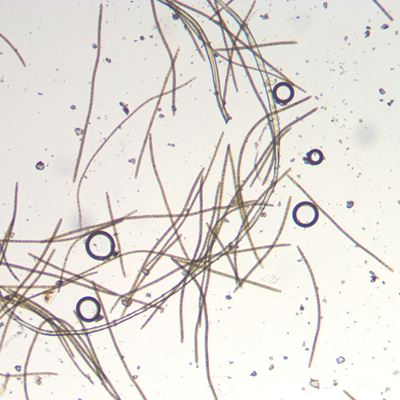 Seaweed under the microscope