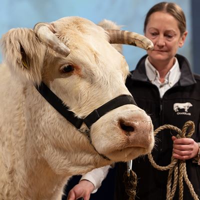 EuroTier 2024 presents platform for top cattle genetics at the TopTierTreff feature