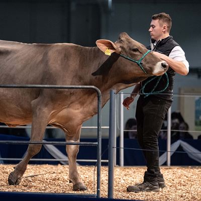 The picture shows a brown cow from the side A young white man with short brown hair is wearing a black vest and holding the cow by a green halter