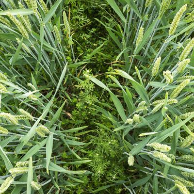 The diversity of crops is another starting point for making global agriculture fit for the future