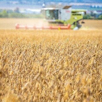 Soybeans are becoming increasingly important They already account for over 10 of human nutrition