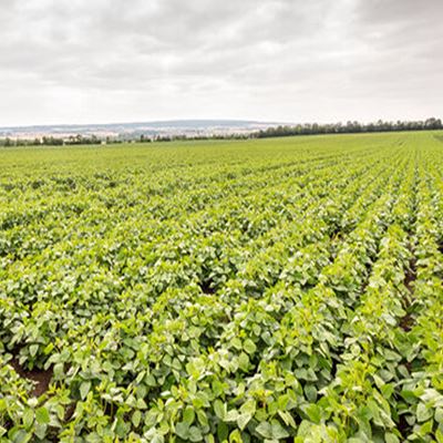 Soybean cultivation in Germany Advances in breeding and increasing processing options make the crop economically