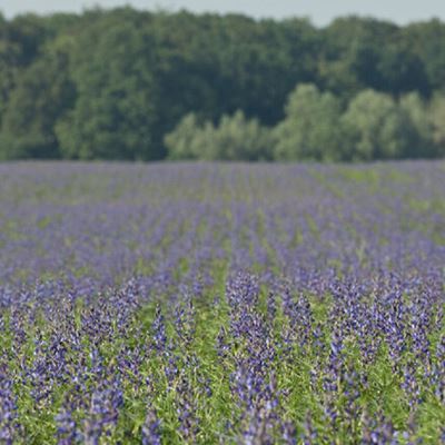 More than just a preceding crop lupins pictured field beans and peas improve soil structure and offer ecological