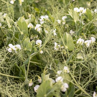 Crucial for successful cultivation there is a suitable legume for every location