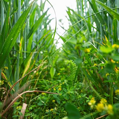 Regenerative agriculture will be featured at Agritechnica 2025