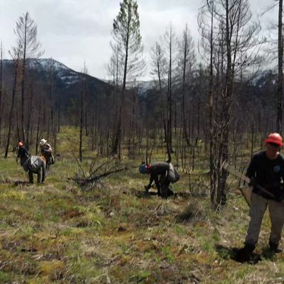 NFF Tree Planting - Aerial Shots