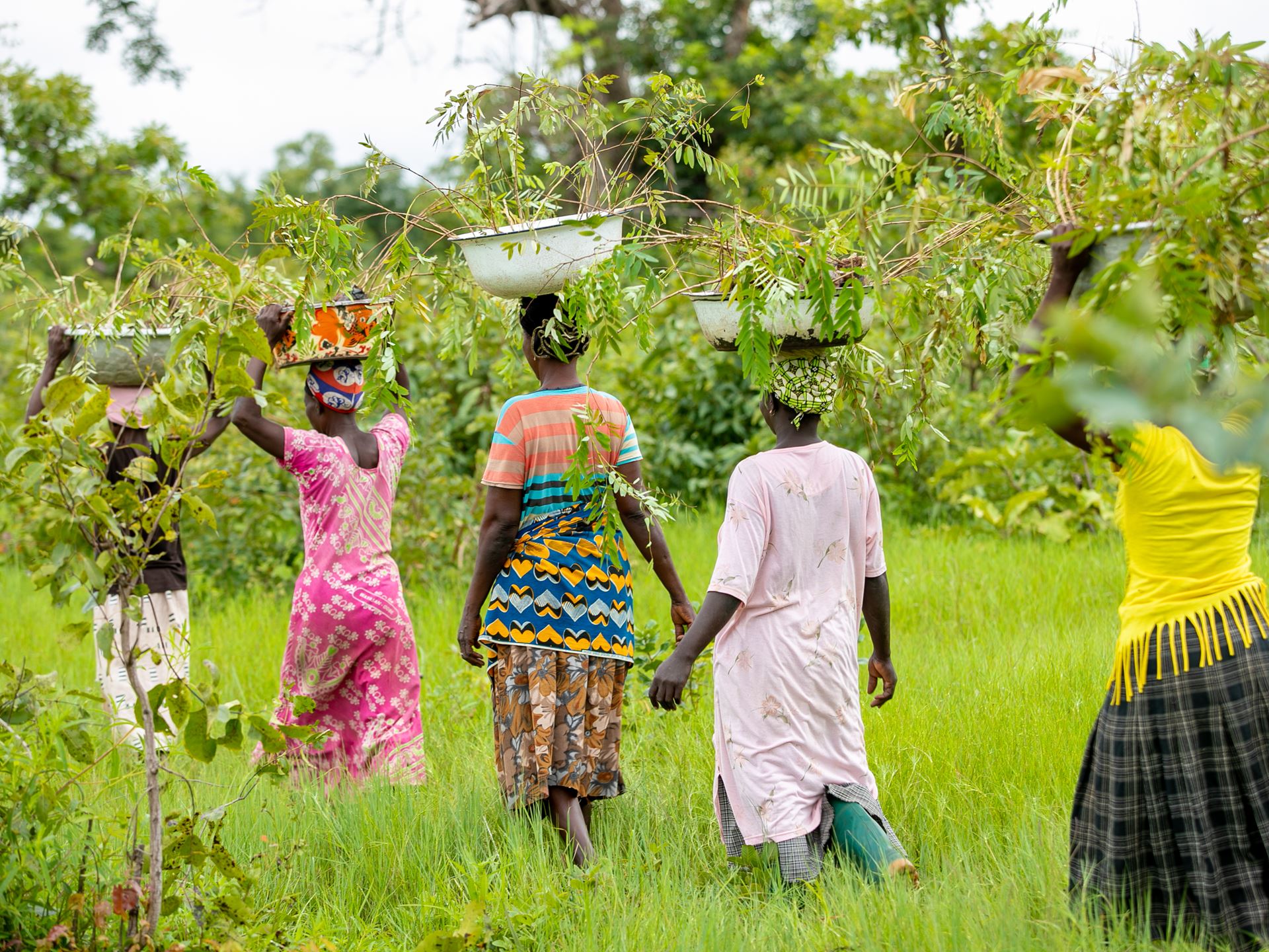Community planting Kapok and Cassia saplings to protect the Daka River, Tree Aid project - Kamborido, Yendi, Ghana