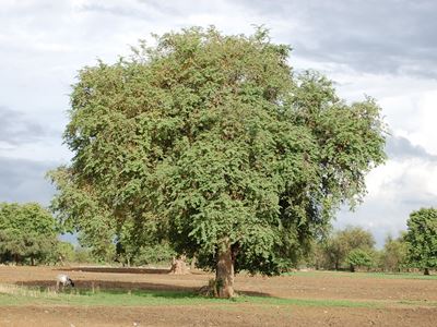Tamarindus indica - Tree Aid