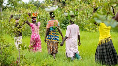 Community planting Kapok and Cassia saplings to protect the Daka River, Tree Aid project - Kamborido, Yendi, Ghana
