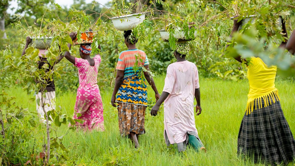 Community planting Kapok and Cassia saplings to protect the Daka River, Tree Aid project - Kamborido, Yendi, Ghana