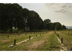 FPT INDUSTRIAL PROMOTES “URBAN FORESTRY”, TURIN’S NEW GREEN LUNG