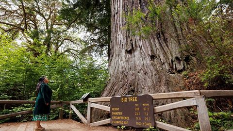 Redwood National and State Parks Installation 1