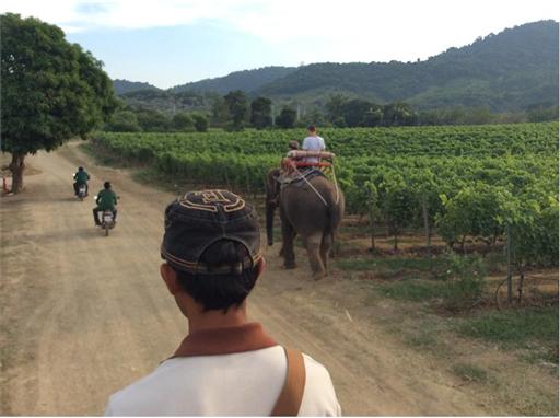 Auf Elefanten-Rücken durch Weinberge reiten