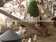 Das letzte Geheimnis des Osterhasens: Warum Hühner weiße oder braune Eier legen
