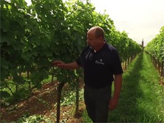 Winzer in Not: Falscher Mehltau bedroht die Wein-Ernte