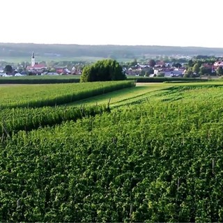Typisches bayerisches Hopfenanbaugebiet, Landschaftsbilder
