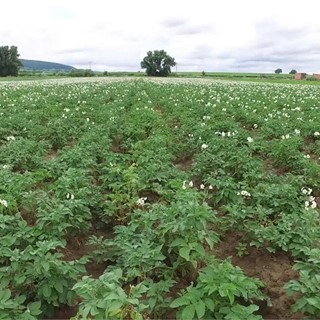 Bio-Kartoffelbauern in der Pfalz drohen 100 % Ernteausfall - Film ohne Titel und Bauchbinden Clean