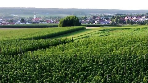 typisches-bayerisches-hopfenanbaugebiet--landschaftsbilder