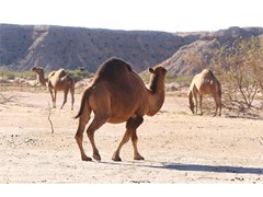 Camel Safari Offers Unique Experience Through Nevada Dessert