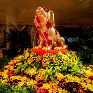 Nine-foot-high gold leafed dog displays symbolizing the ‘Year of the Dog’ are the centerpiece of the Wynn