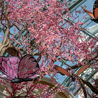 Butterflies and cherry blossoms