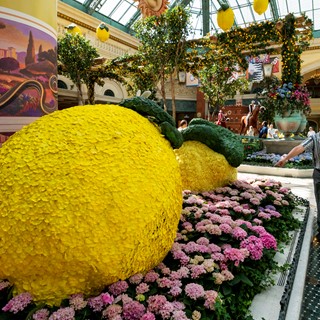 Large floral lemons
