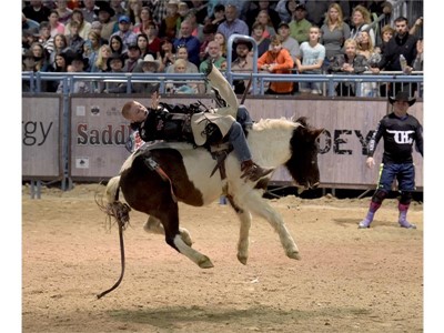 Junior bucking bronco
