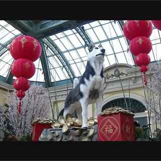Chinese New Year at Bellagio Conservatory - RAW VIDEO
