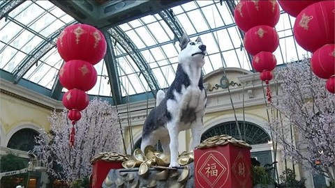 chinese-new-year-at-bellagio-conservatory---raw-video