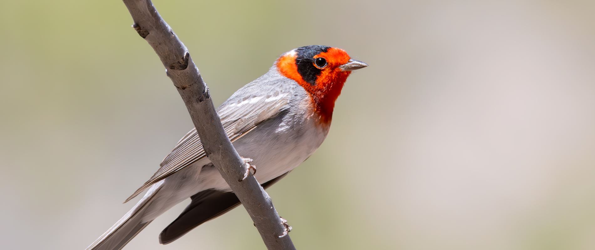 nmsu-review-of-bird-migration-research-method-published-in-premier-journal