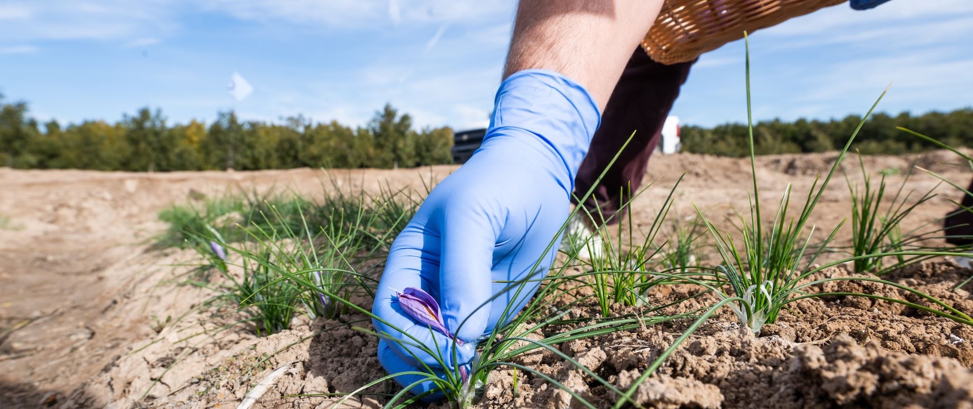 NMSU research project explores intercropping of saffron other NM crops