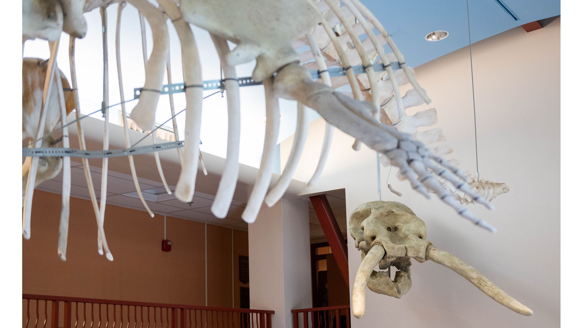Rare fossil of ancient elephant ancestor on display at NMSU