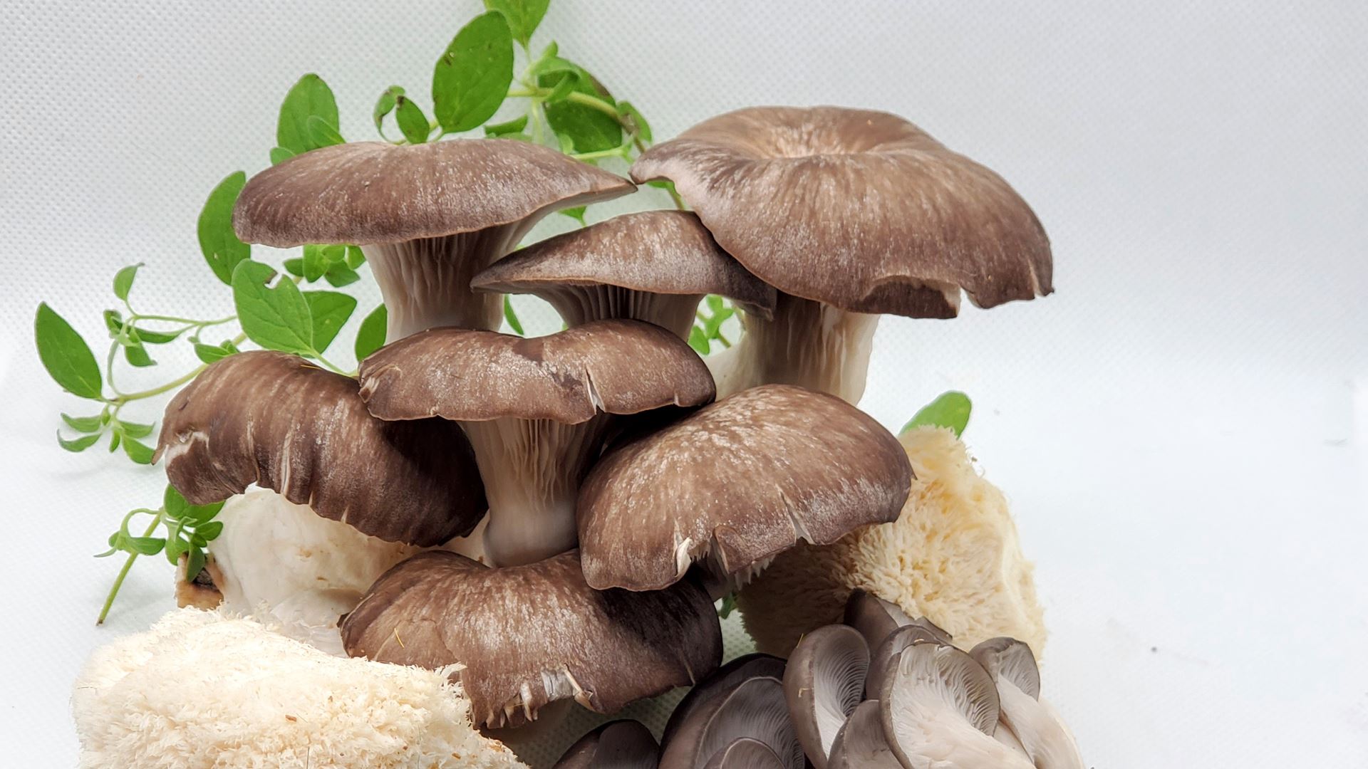 NMSU to host free virtual mushroom cooking demonstration April 29