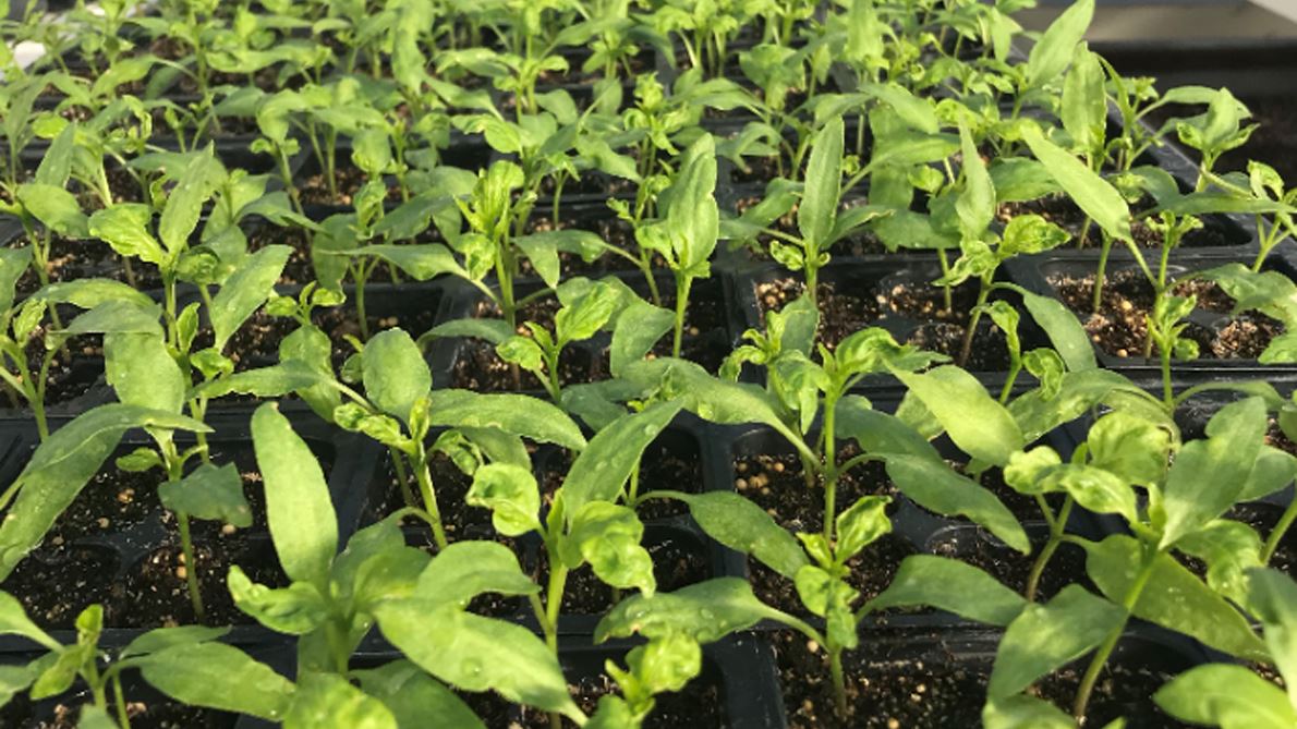 NMSU Chile Pepper Institute spring sale to feature chiles, tomatoes, herbs